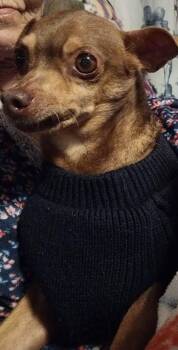 Otis -  Chihuahua Dog for Adoption in Arlington, Virginia - Otis | PetCurious
