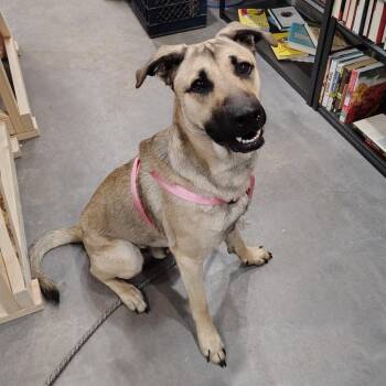 Goku -  German Shepherd Dog Dog for Adoption in Beulaville, North Carolina - Goku | PetCurious