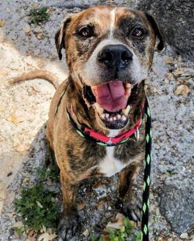Rescue Mixed Breed Dogs for Adoption in Palmetto, Florida - TITUS | PetCurious