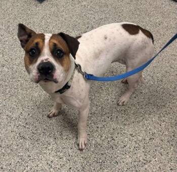 Pit Bull Terrier and Mixed Breed Dogs Available for Adoption in Kansas City, Missouri - Posey | PetCurious