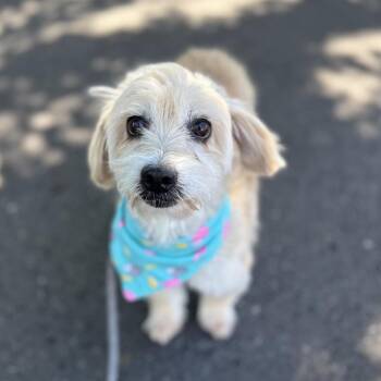 Darling -  Terrier Dog for Adoption in Newberg, Oregon - Darling | PetCurious