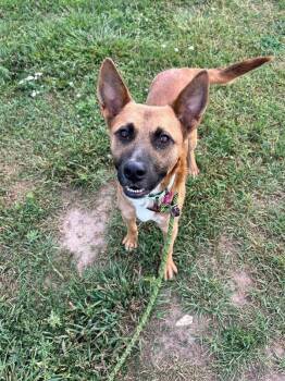 Moomin -  German Shepherd Dog and Mixed Breed Dog for Adoption in Fort Collins, Colorado - Moomin | PetCurious