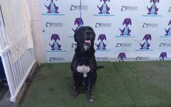 TK -  Rottweiler and Pit Bull Terrier Dog for Adoption in Orlando, Florida - TK | PetCurious