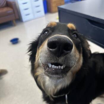 German Shepherd Dog and Rottweiler Dogs Available for Adoption in Murray, Utah - Perla | PetCurious