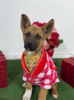 Belgian Shepherd Malinois and German Shepherd Dog Dogs Available for Adoption - Remy | PetCurious