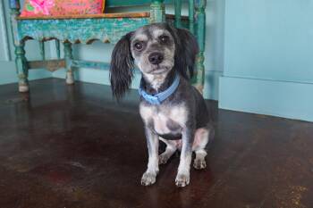 Packer -  Shih Tzu and Schnauzer Dog for Adoption in San Antonio, Texas - Packer | PetCurious
