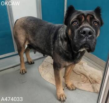 Cane Corso and Mixed Breed Dogs Available for Adoption in Oklahoma City, Oklahoma - LUCKY | PetCurious