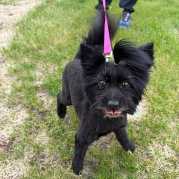 Papillon and Pomeranian Dogs Available for Adoption in Alma, Wisconsin - Sissy | PetCurious