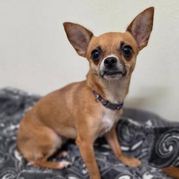 Luna - Chino Hills Location -  Chihuahua Dog for Adoption in Chino Hills, California - Luna - Chino Hills Location | PetCurious