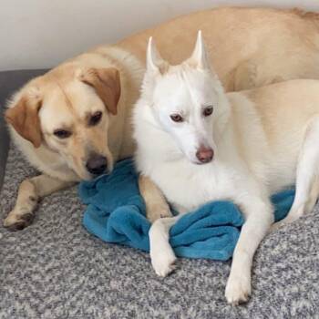Golden Retriever and Yellow Labrador Retriever Dogs Available for Adoption - Leo & Norway | PetCurious
