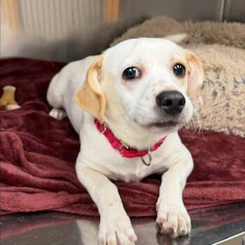 Ghost Malone -  Mixed Breed Dog for Adoption in Knoxville, Tennessee - Ghost Malone | PetCurious
