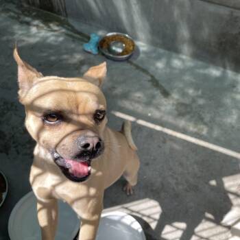 Chihuahua Dogs Available for Adoption in Pasadena, California - Spruce | PetCurious