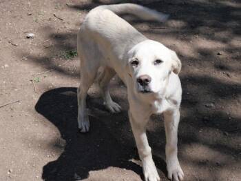 Great Pyrenees and Saint Bernard Dogs Available for Adoption - George | PetCurious