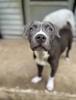 Lindy Ruff -  Pit Bull Terrier Dog for Adoption in Darien Center, New York - Lindy Ruff | PetCurious
