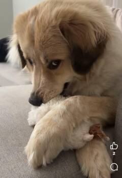 Barley -  Great Pyrenees and Golden Retriever Dog for Adoption in Tucson, Arizona - Barley | PetCurious