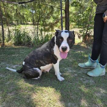 Boxer and American Bulldog Dogs Available for Adoption in Foley, Alabama - Sasha | PetCurious