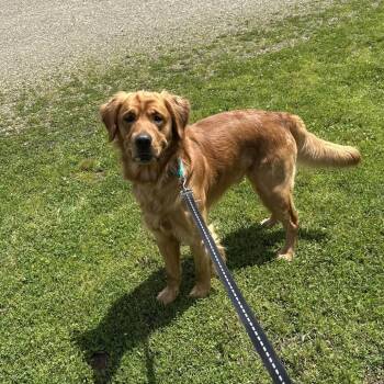 D26-044 Prince -  Golden Retriever Dog for Adoption - D26-044 Prince | PetCurious