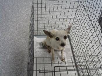 MELODY -  Chihuahua and Mixed Breed Dog for Adoption in Pasadena, Texas - MELODY | PetCurious