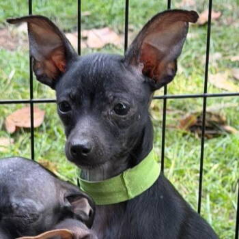 Rescue Chihuahua Dogs for Adoption in Grand Bay, Alabama - Stella | PetCurious
