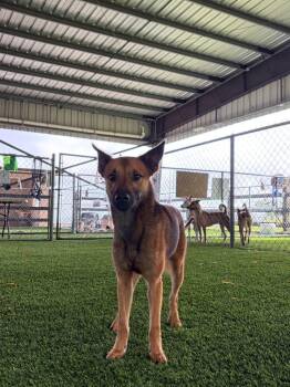 Arlo -  Mixed Breed Dog for Adoption in New York, New York - Arlo | PetCurious