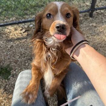 Reeses -  Mixed Breed Dog for Adoption in Philadelphia, Pennsylvania - Reeses | PetCurious