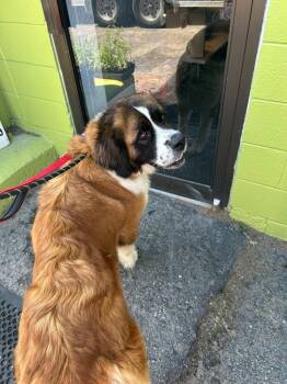 Bernadette -  Saint Bernard Dog for Adoption in Warren, Michigan - Bernadette | PetCurious