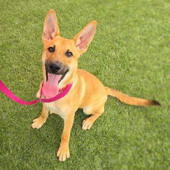 Blueberry -  Shepherd and Mixed Breed Dog for Adoption in San Antonio, Texas - Blueberry | PetCurious