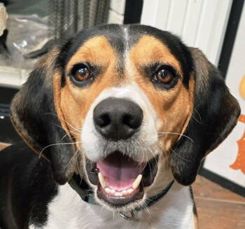 Rescue Beagle Dogs for Adoption in Algood, Tennessee - Finn Hunter | PetCurious