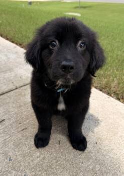 Karma -  Golden Retriever and German Shepherd Dog Dog Available for Adoption in Indian Springs Village, Alabama - Karma | PetCurious