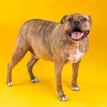 Rescue Boxer and Mixed Breed Dogs for Adoption in Wilmington, Delaware - Zeus | PetCurious