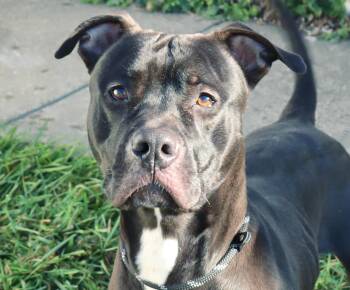 River-FOSTER/FOSTERtoADOPT -  Pit Bull Terrier Dog for Adoption in Euclid, Ohio - River-FOSTER/FOSTERtoADOPT | PetCurious