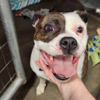 Rescue Mixed Breed Dogs for Adoption in Bismarck, North Dakota - Fefe | PetCurious