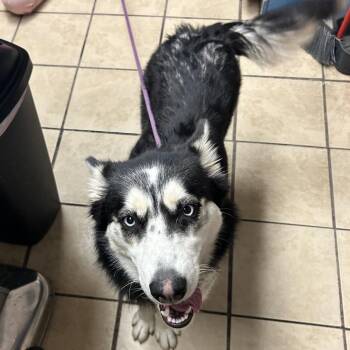 Husky Dogs Available for Adoption in Newport, North Carolina - Chives | PetCurious