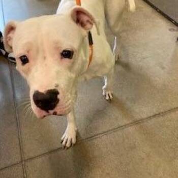 YORK-Stray-16213 -  Pit Bull Terrier Dog for Adoption in York, Pennsylvania - YORK-Stray-16213 | PetCurious