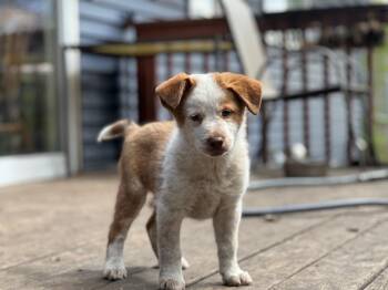Australian Shepherd and Mixed Breed Dogs Available for Adoption in Minneapolis, Minnesota - Nina | PetCurious