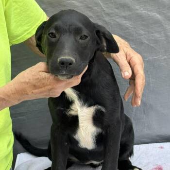 Labrador Retriever Dogs Available for Adoption - Quinta | PetCurious