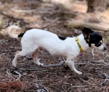 Brie -  Toy Fox Terrier Dog for Adoption in Evergreen, Colorado - Brie | PetCurious