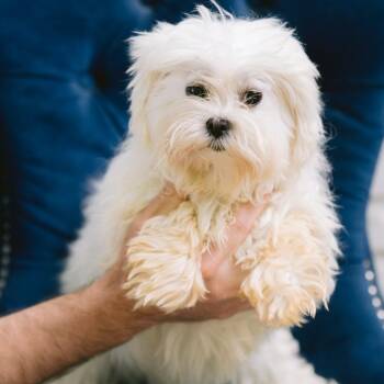 Maltese Dogs Available for Adoption in Zionsville, Indiana - Sherry | PetCurious