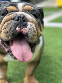Rescue English Bulldog Dogs for Adoption in Montclair, New Jersey - Duke | PetCurious