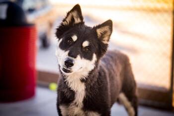 Husky Dogs Available for Adoption - Nova | PetCurious