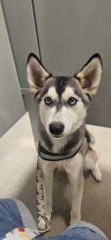 Indy -  Siberian Husky Dog Available for Adoption in Kirksville, Missouri - Indy | PetCurious