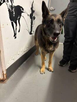 Greta -  German Shepherd Dog Dog for Adoption in Findlay, Ohio - Greta | PetCurious