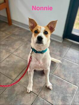 NONNIE -  Jack Russell Terrier and Terrier Dog for Adoption in Madisonville, Louisiana - NONNIE | PetCurious