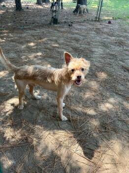 Freddie -  Terrier Dog for Adoption in Little Rock, Arkansas - Freddie | PetCurious