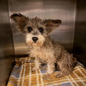Nanners (Bonded to Grapes) Benefactor Dog) -  Cairn Terrier and Yorkshire Terrier Dog for Adoption in New Orleans, Louisiana - Nanners (Bonded To Grapes) Benefactor Dog) | PetCurious