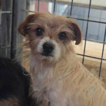 Paul -  Mixed Breed Dog for Adoption in Leander, Texas - Paul | PetCurious