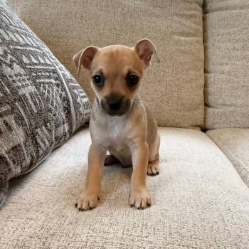 Chihuahua and Shih Tzu Dogs Available for Adoption in Cedar Park, Texas - Ricky | PetCurious
