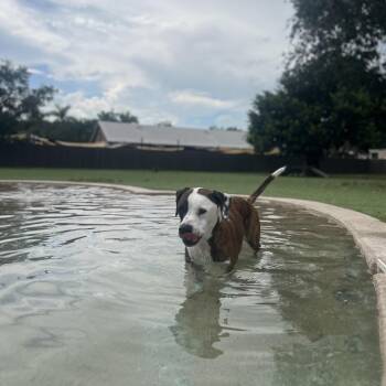 Maddox aka Madagascar 7641 -  Mixed Breed Dog for Adoption in Loxahatchee Groves, Florida - Maddox Aka Madagascar 7641 | PetCurious