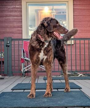 Rue -  Bernese Mountain Dog and Standard Poodle Dog for Adoption in Sioux Falls, South Dakota - Rue | PetCurious