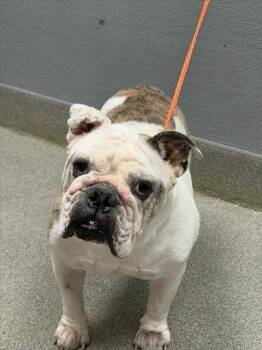BIFF -  American Bulldog Dog for Adoption in Las Vegas, Nevada - BIFF | PetCurious